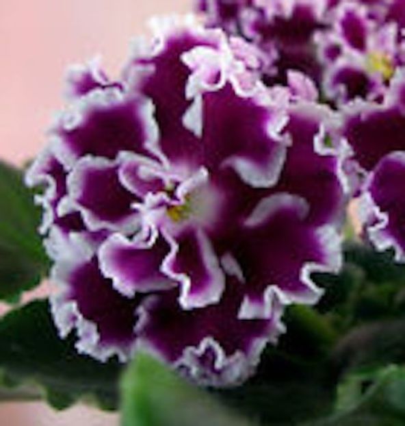 Amadeus - 000 A ALE MELE VIOLETE