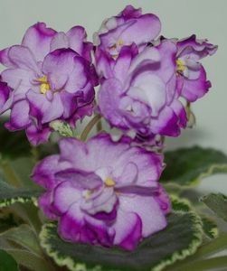 Buckeye Blushing - 000 A ALE MELE VIOLETE