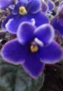 Bud s Gram - 000 A ALE MELE VIOLETE