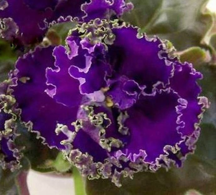 Cajun s Royal Knockout - 000 A ALE MELE VIOLETE