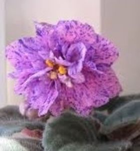 Cathedral - 000 A ALE MELE VIOLETE