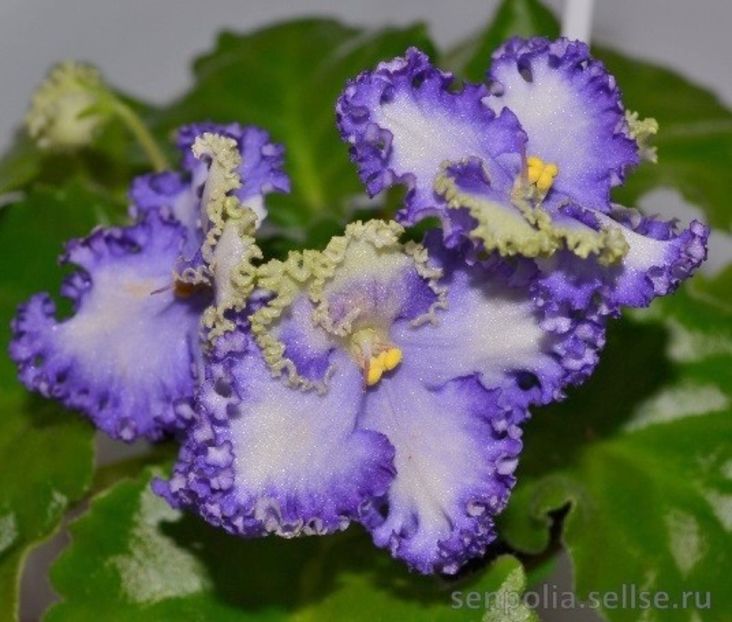 Curly Ocean - 000 A ALE MELE VIOLETE
