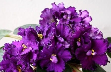 EK Dikaia Orkhideia - 000 A ALE MELE VIOLETE