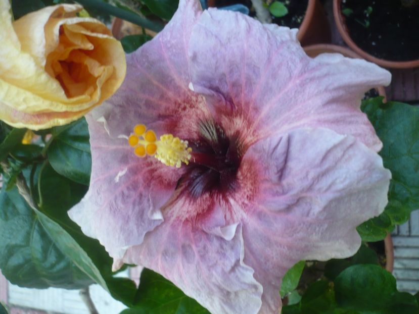 P1420726 - HIBISCUSI 2019-2