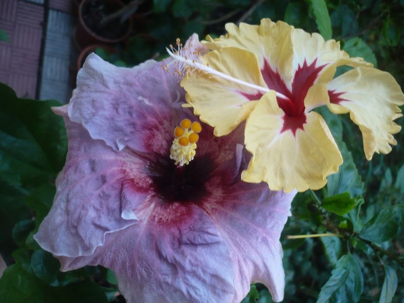 P1420729 - HIBISCUSI 2019-2