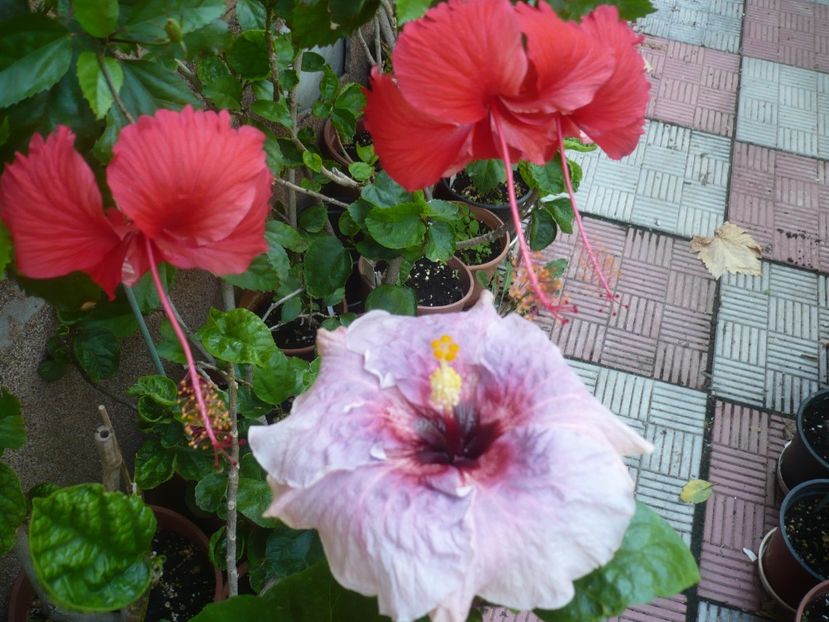 P1420730 - HIBISCUSI 2019-2