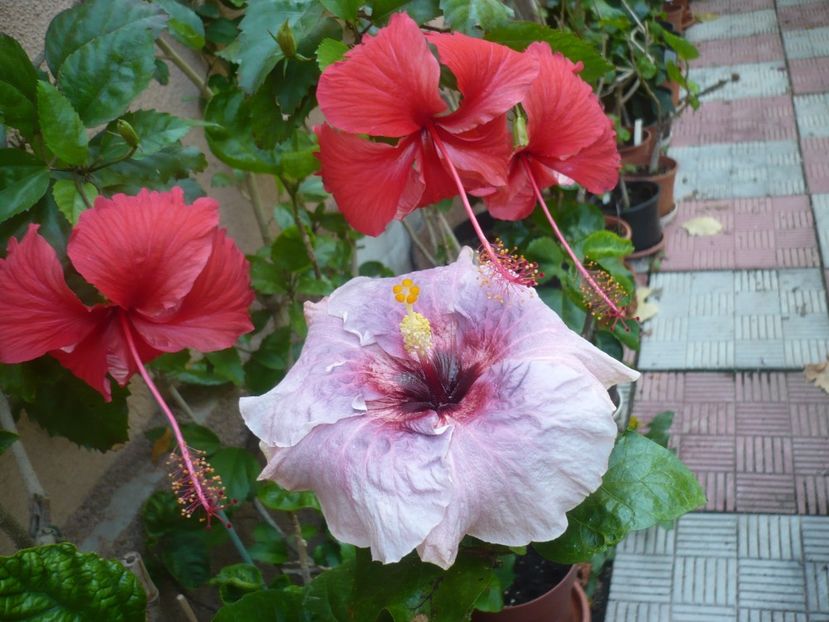 P1420731 - HIBISCUSI 2019-2