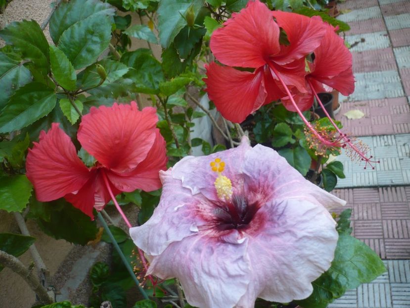 P1420732 - HIBISCUSI 2019-2