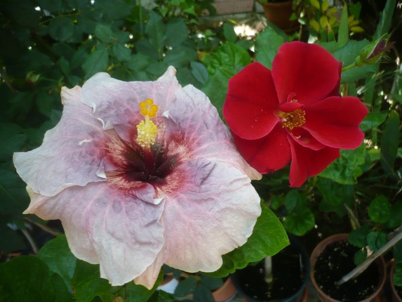 P1420733 - HIBISCUSI 2019-2