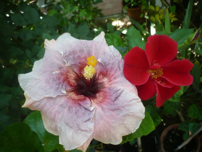 P1420734 - HIBISCUSI 2019-2