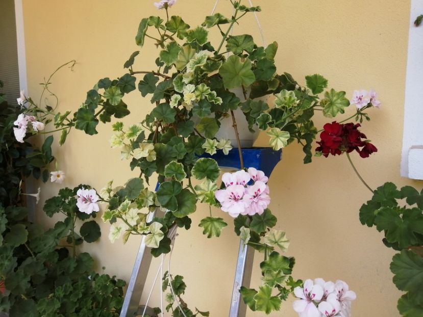  - Frumuseti la casa parinteasca