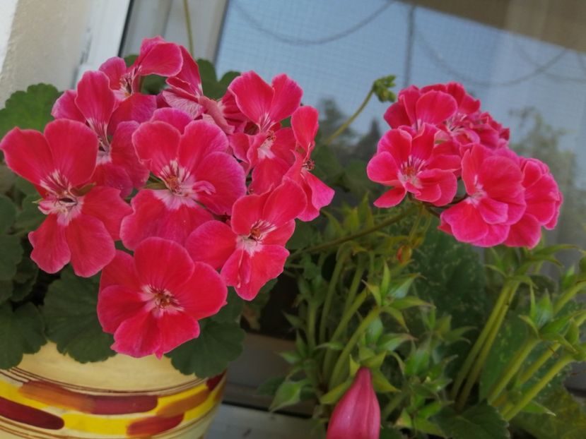  - Frumuseti la casa parinteasca