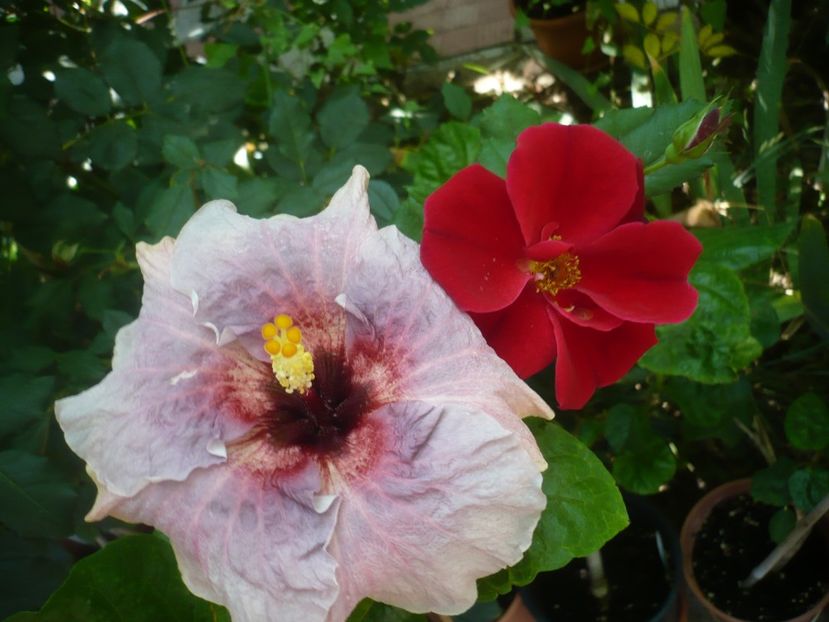 P1420735 - HIBISCUSI 2019-2