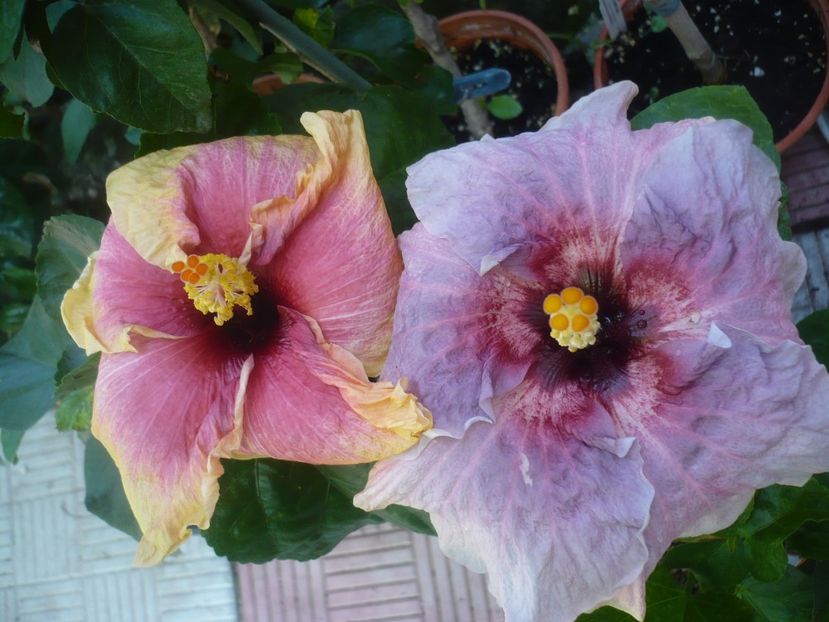 P1420736 - HIBISCUSI 2019-2