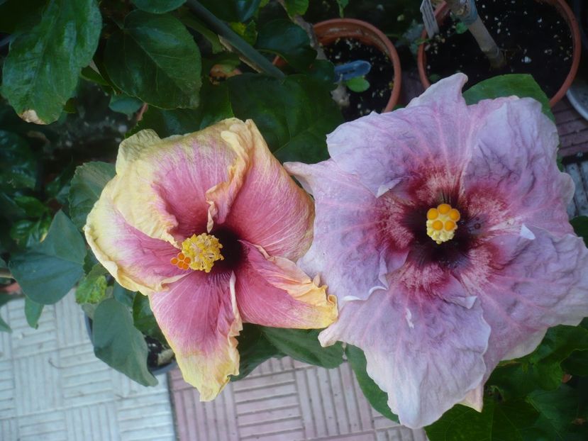 P1420737 - HIBISCUSI 2019-2