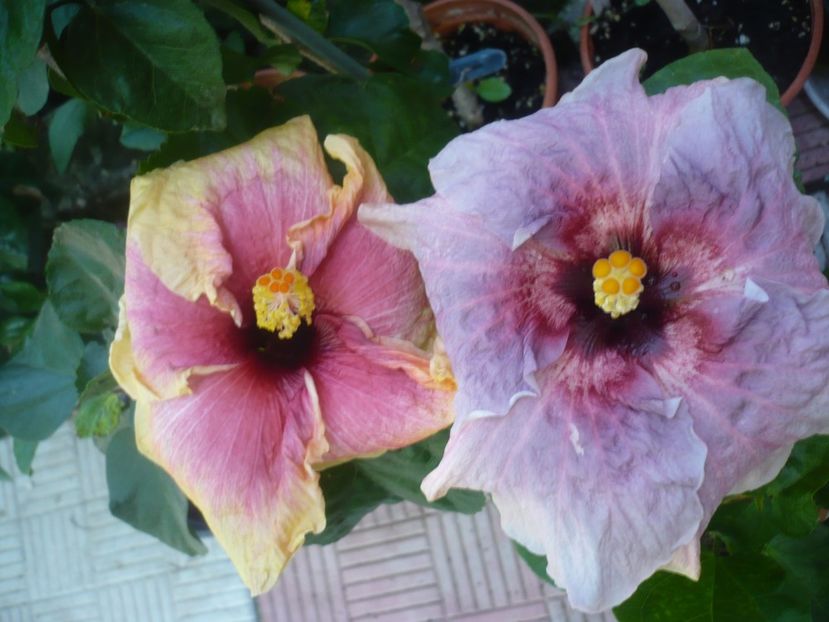 P1420739 - HIBISCUSI 2019-2