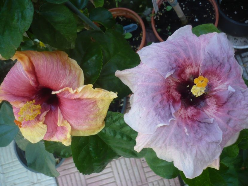 P1420740 - HIBISCUSI 2019-2