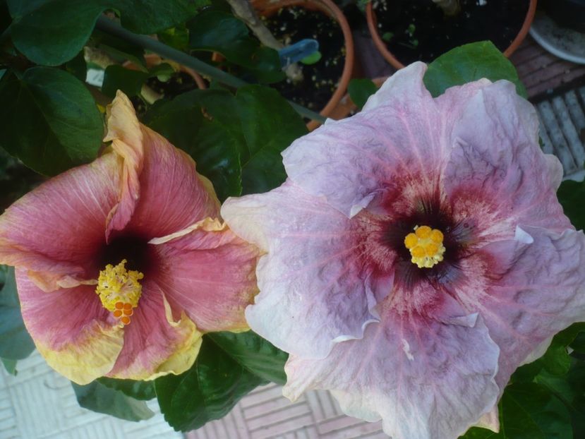 P1420741 - HIBISCUSI 2019-2