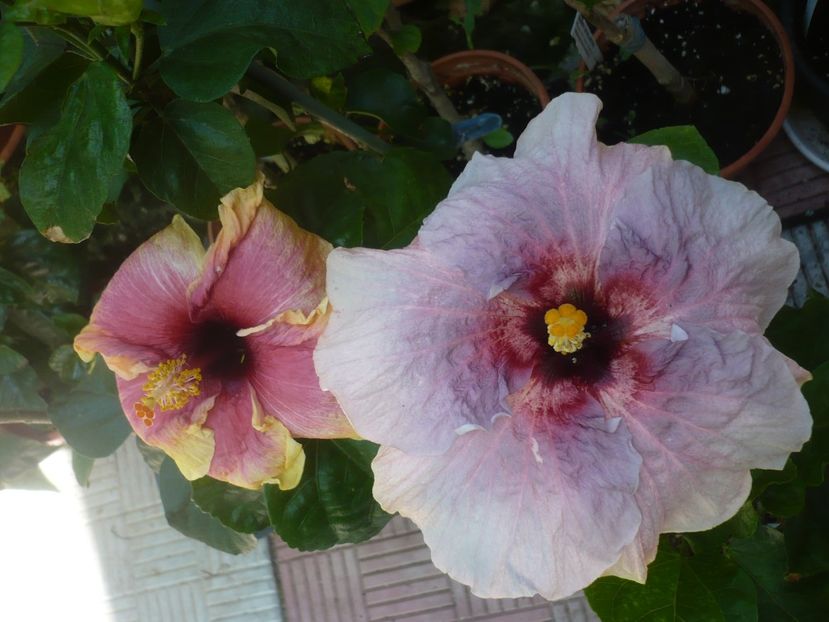 P1420742 - HIBISCUSI 2019-2