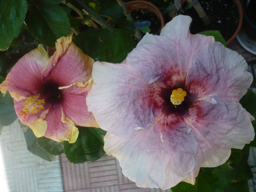 P1420743 - HIBISCUSI 2019-2
