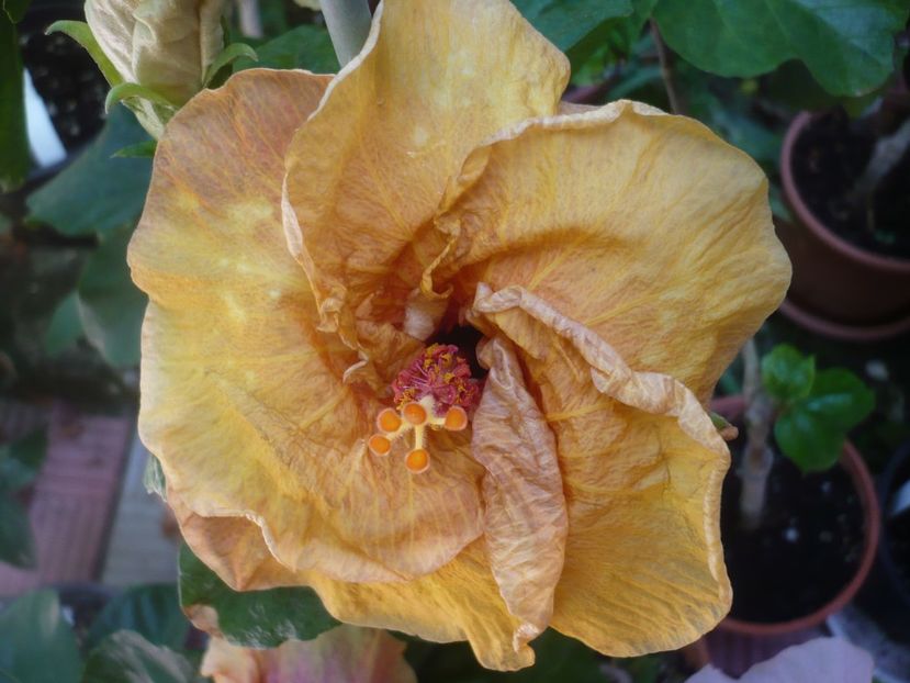 P1420745 - HIBISCUSI 2019-2