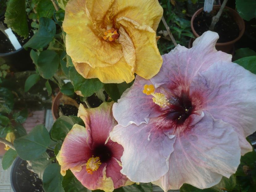 P1420749 - HIBISCUSI 2019-2
