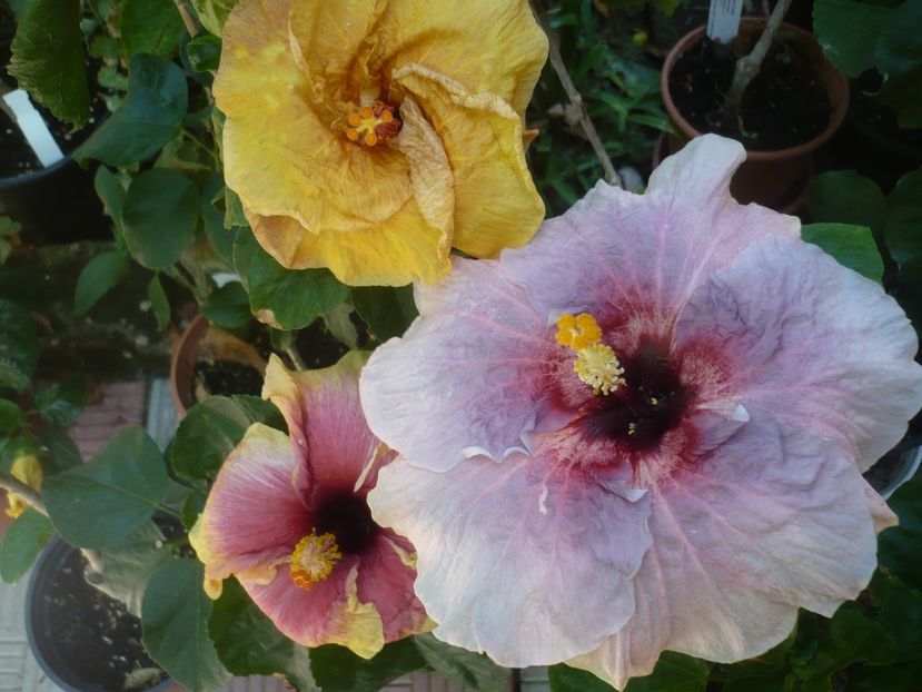 P1420750 - HIBISCUSI 2019-2