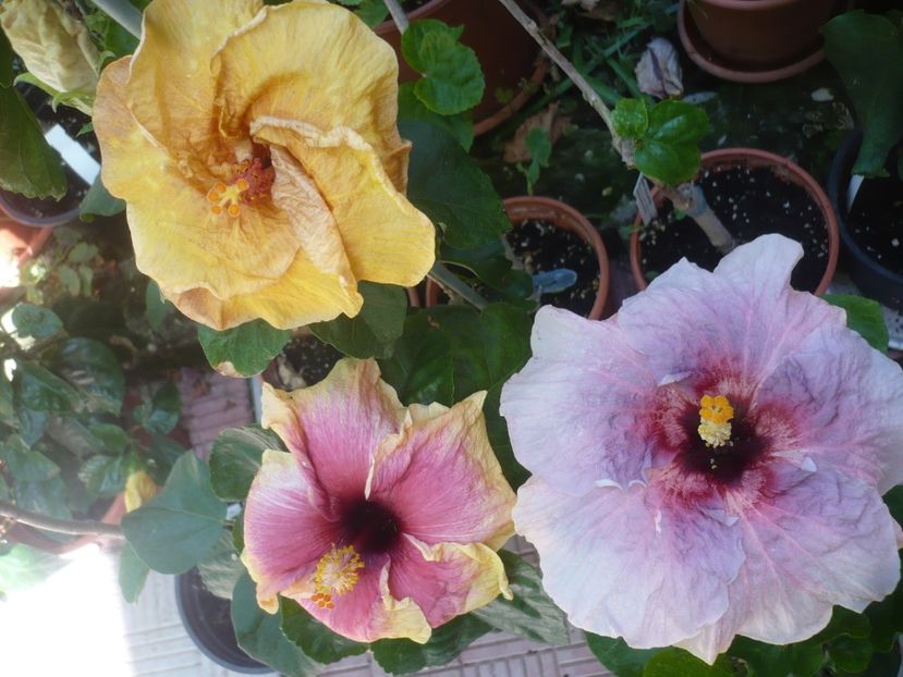 P1420751 - HIBISCUSI 2019-2