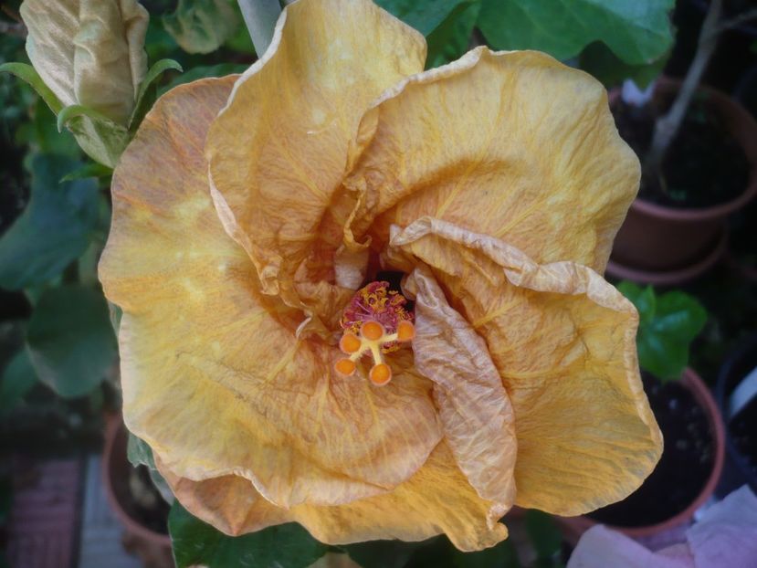 P1420752 - HIBISCUSI 2019-2