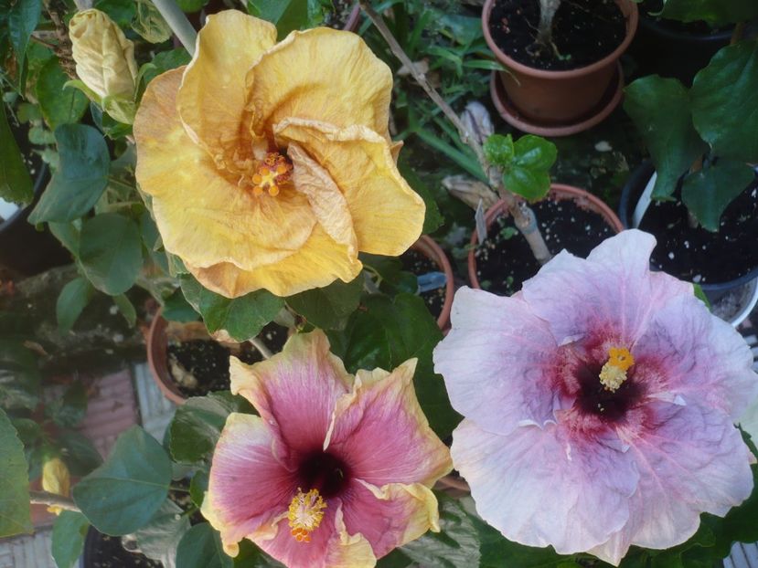 P1420753 - HIBISCUSI 2019-2
