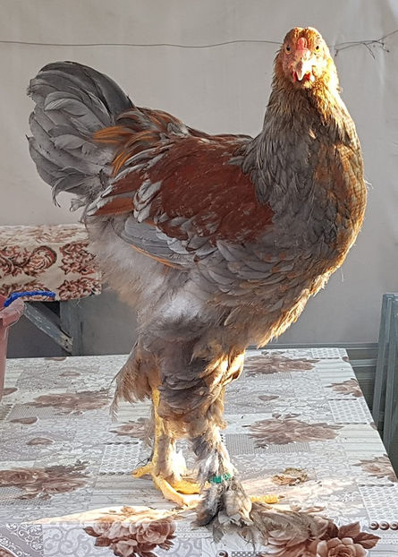  - a__Pui si tineret brahma 2019