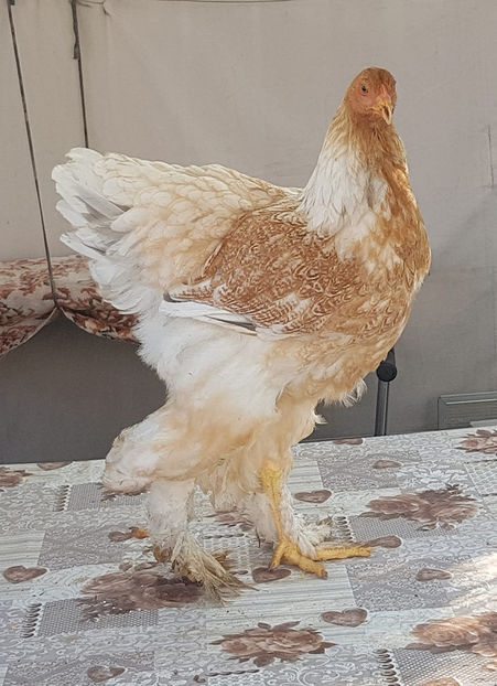  - a__Pui si tineret brahma 2019
