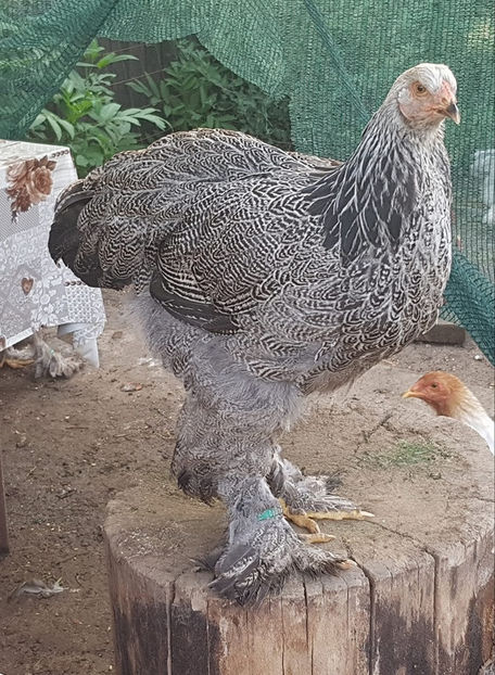  - a__Pui si tineret brahma 2019