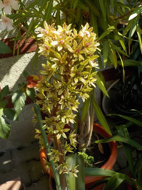  - eucomis