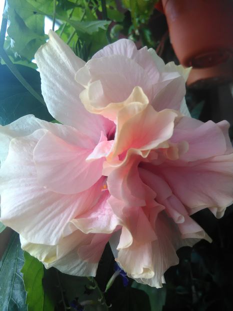 Classic pink - Hibiscus 2015-2024
