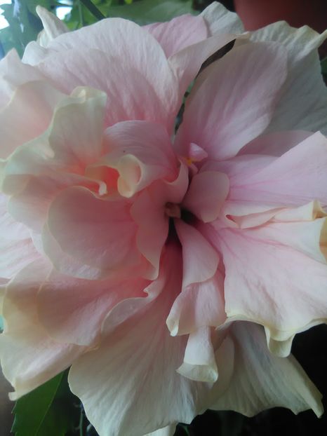  - Hibiscus 2015-2024