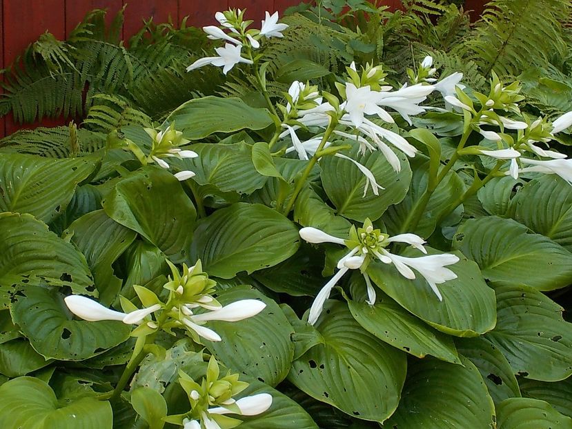  - hosta
