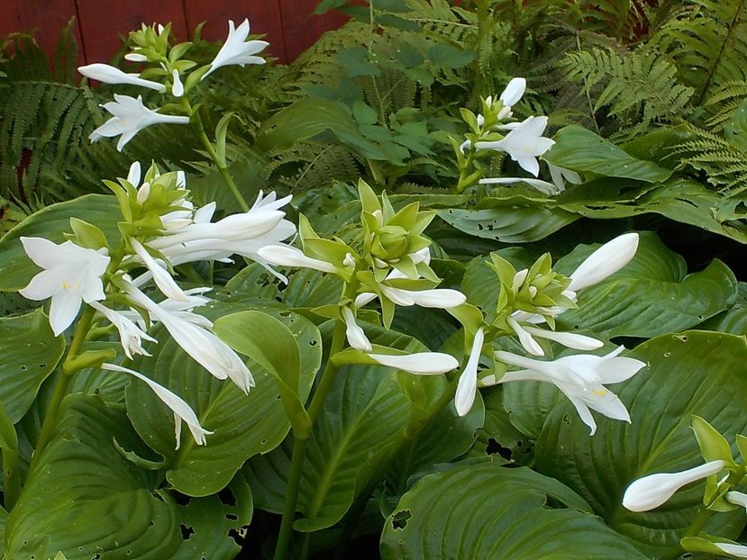  - hosta