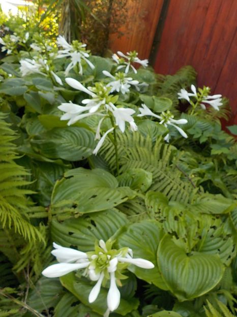  - hosta