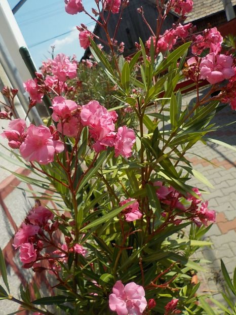  - roseum plenum 21