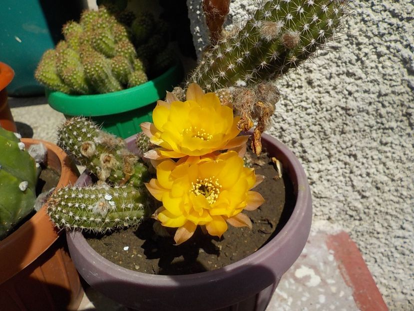  - chamacereus hibrid