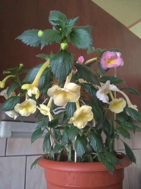  - Yellow English Rose