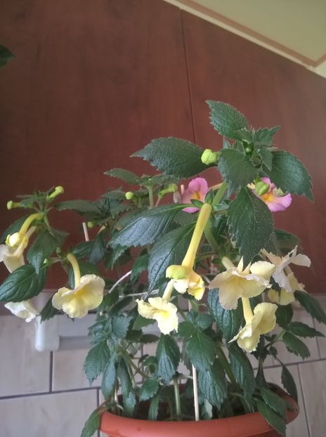  - Yellow English Rose