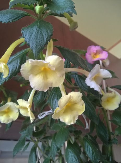  - Yellow English Rose