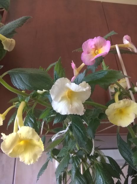  - Yellow English Rose