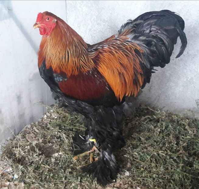 ian 2018 - B__Brahma Potarnichiu