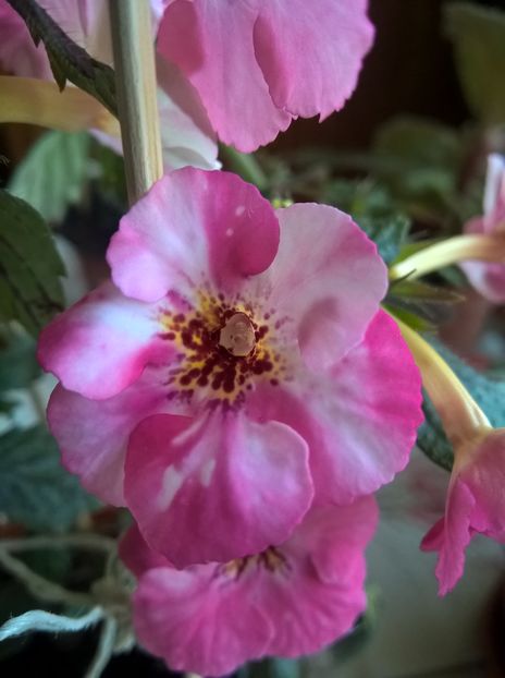 Rozi Roza - Achi cu 6 sau mai multe petale