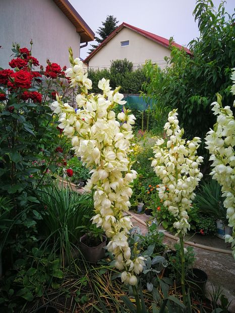  - Flori de grădină-2019