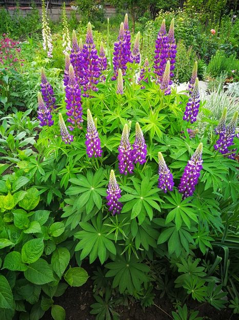  - Flori de grădină-2019