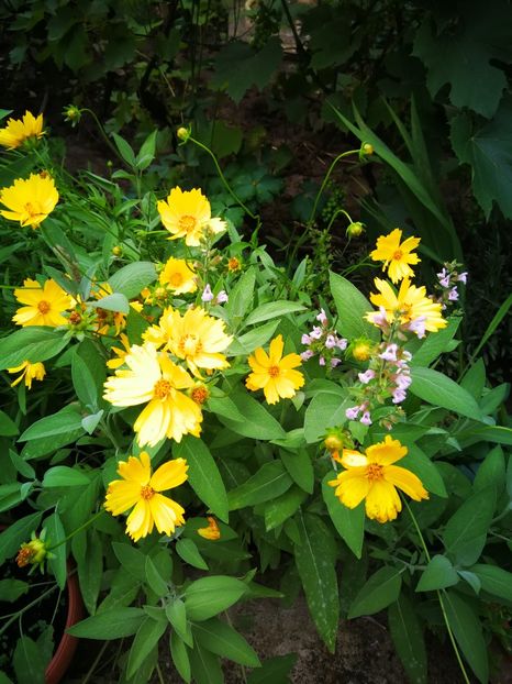  - Flori de grădină-2019